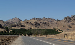 Tulare County, CA orange groves (0397)