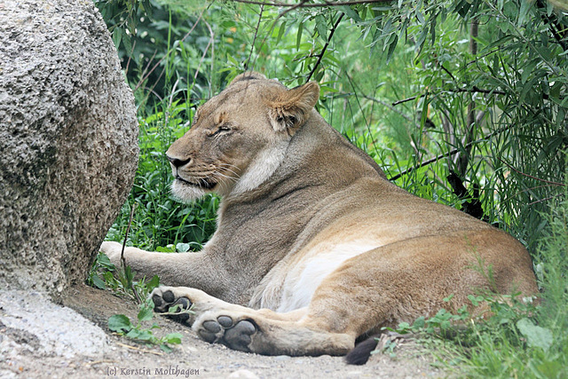 Löwin (Zoo Basel)