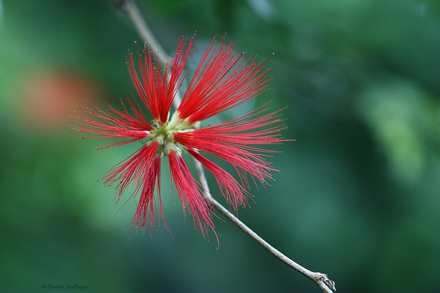 Blüte (Wilhelma)