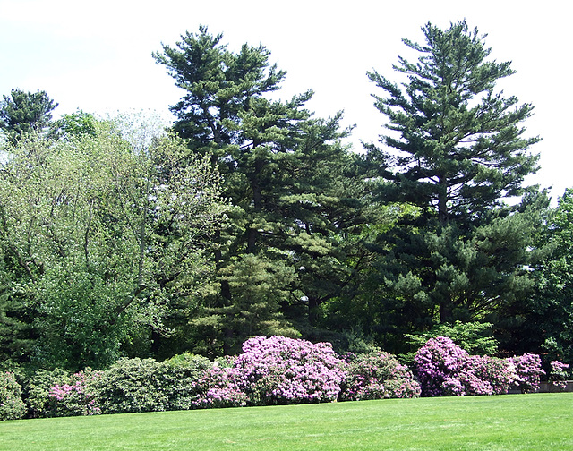 The Plantings Along the Front Lawn of Old Westbury Gardens, May 2009
