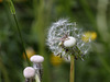 Pusteblume