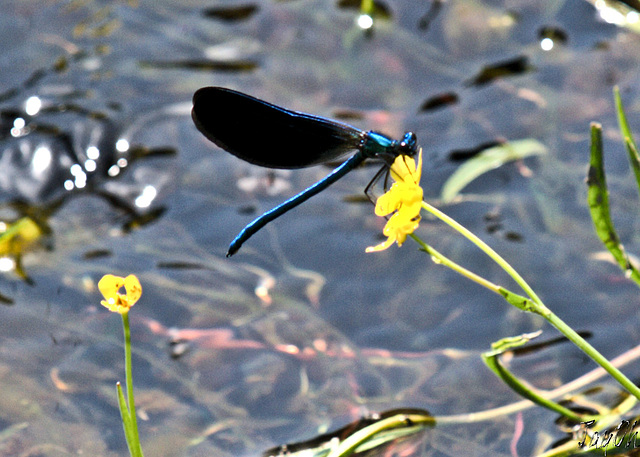 Damsel Fly