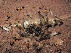Sugar ants 002