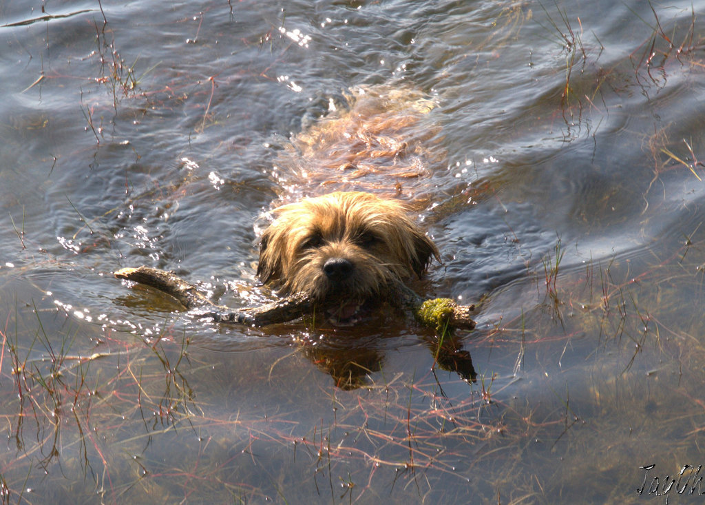 Montrose The Border Terrorist Swimming