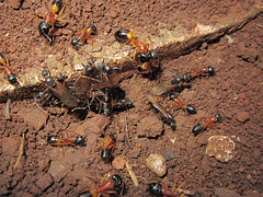 Sugar ants 009