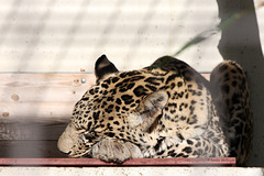 Persischer Leopard (Wilhelma)