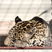 Persischer Leopard (Wilhelma)