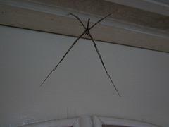 Stick spider1212 001