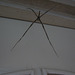 Stick spider1212 001