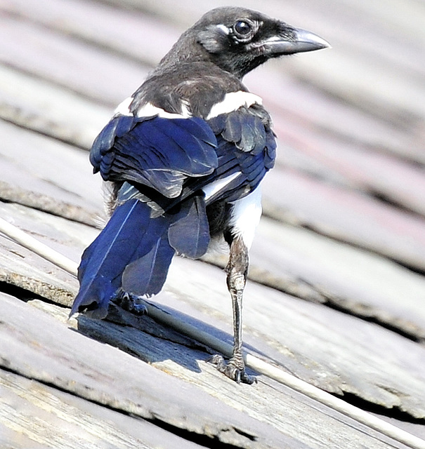 Magpie (Pica pica).