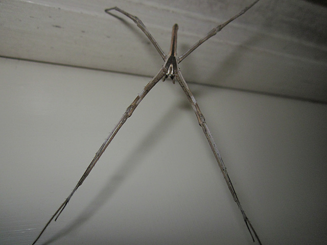 Stick spider1212 003