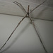 Stick spider1212 003