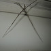 Stick spider1212 002