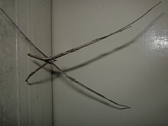 Stick spider1212 006