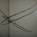 Stick spider1212 006