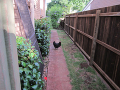 Chooks visting 1212 001