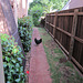 Chooks visting 1212 001