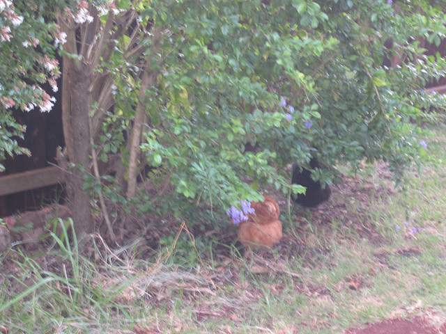 Chooks visting 1212 003