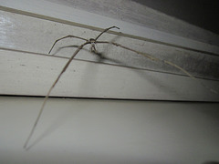Stick spider1212 007