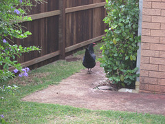 Chooks visting 1212 004