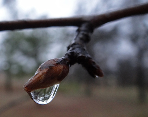 Upside down tree in the raindrop !