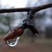 Upside down tree in the raindrop !