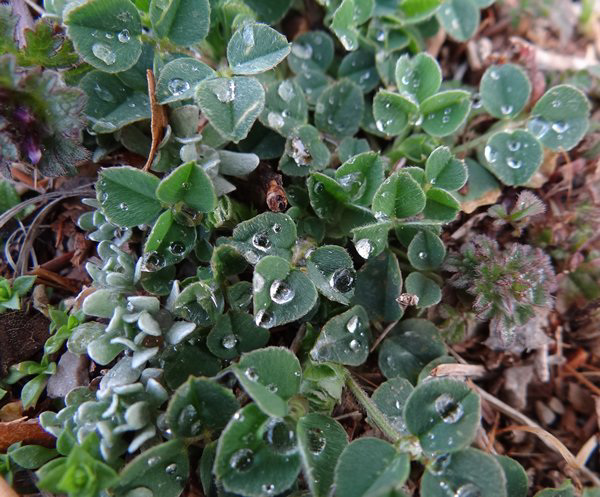 Raindrops on tiny leaves