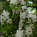 false acacia flowers