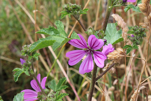 Malva sylvestris