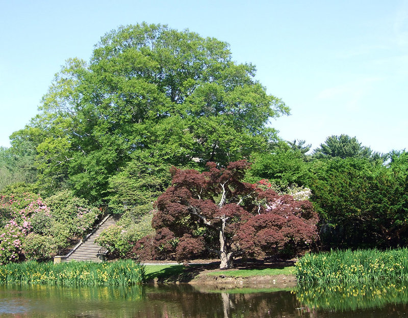 Pond Landscape in Old Westbury Gardens, May 2009