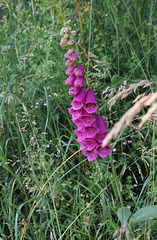 Digitalis purpurea