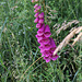 Digitalis purpurea