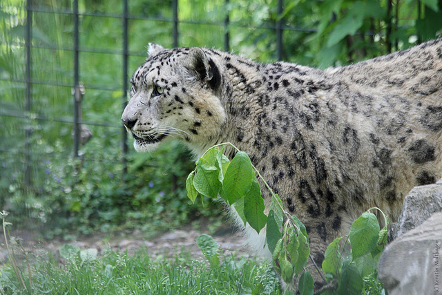 Schneeleopard Bob (Wilhelma)