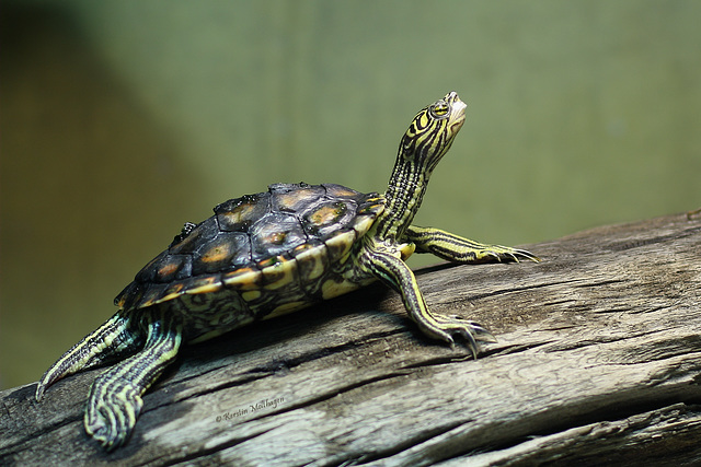 Zwerg-Höckerschildkröte (Wilhelma)