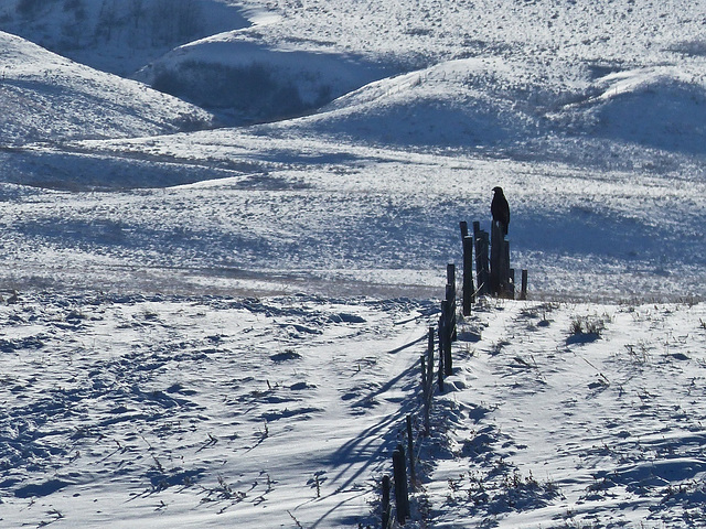 A distant Golden Eagle