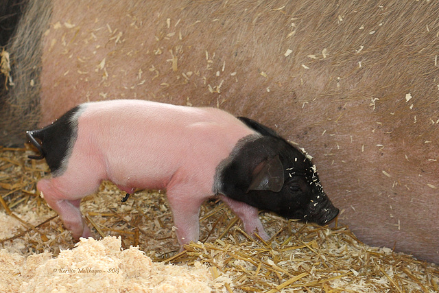 Schwäbisch-Hällisches Ferkel (Wilhelma)