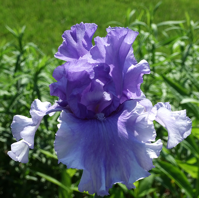 Purple Flower in Old Westbury Gardens, May 2009