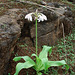 20080615-0094 Crinum latifolium L.