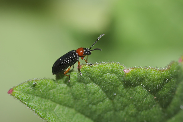 Cereal leaf beetle (Oulema melanopus) I think