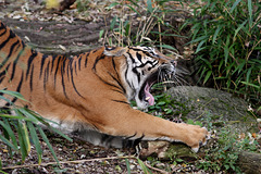 Tigerin Dumai (Wilhelma)