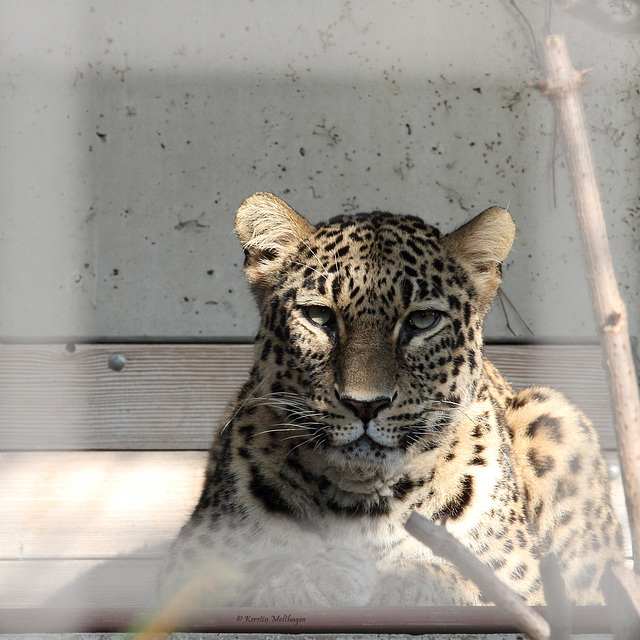 Persischer Leopard (Wilhelma)