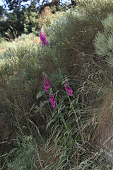 Digitalis purpurea (2)