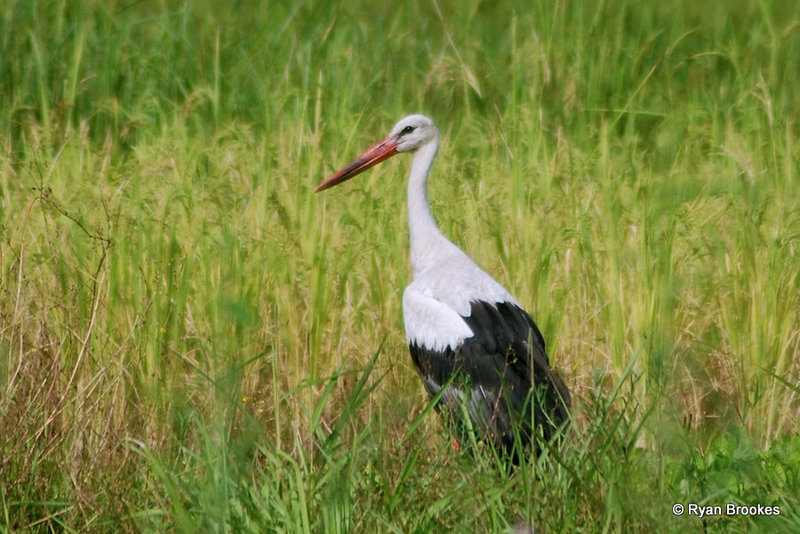 20081008-0028 White stork