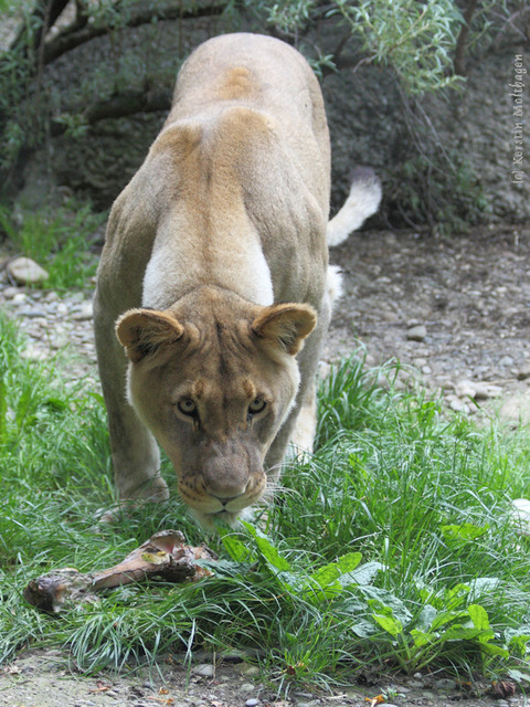 Löwin (Zoo Basel)