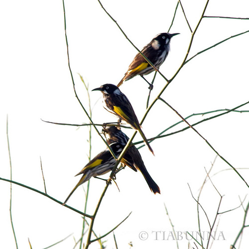 New Holland Honeyeaters