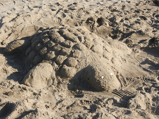 Tortue géante de Méditerranée :-)