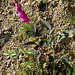 Digitalis purpurea (3)