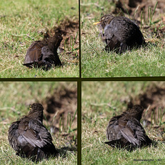 Blackbird sunning itself