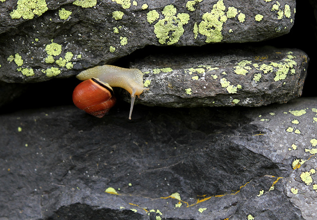 Escargot des haies - Cepaea nemoralis