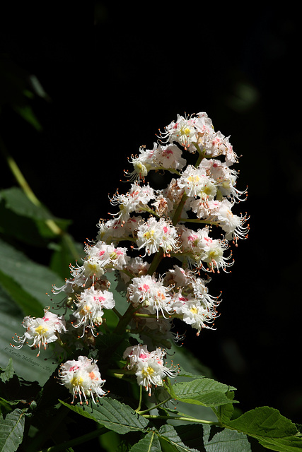 Kastanienblüte (Wilhelma)